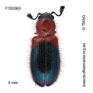 Necrobia ruficollis