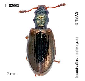 Neosalpingus hybridus
