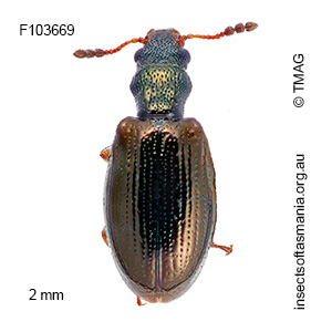 Neosalpingus hybridus
