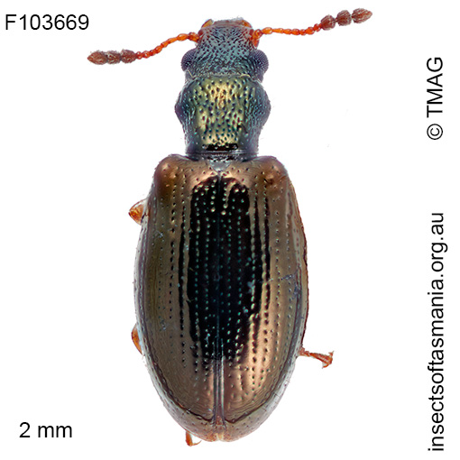 Neosalpingus hybridus