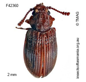 Nothoderodontus darlingtoni