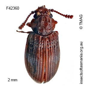 Nothoderodontus darlingtoni