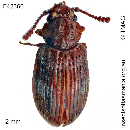 Nothoderodontus darlingtoni