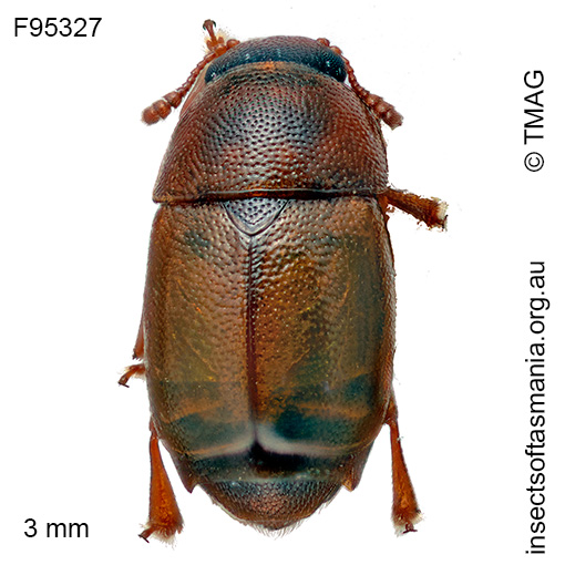 Notobrachypterus TFIC sp 01