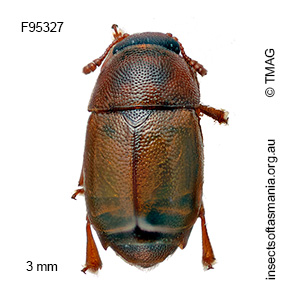 Notobrachypterus TFIC sp 01