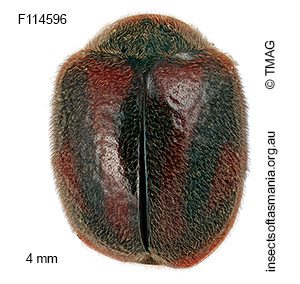 Novius bellus