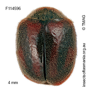 Novius bellus