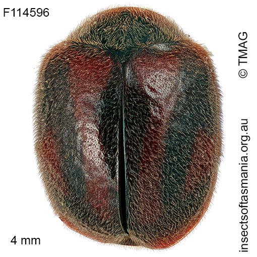 Novius bellus