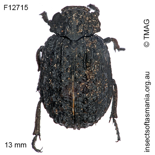 Omorgus-australasiae Omorgus australasiae