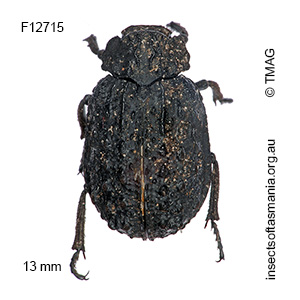 Omorgus australasiae