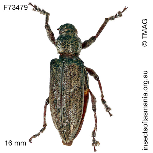 Pelororhinus angustatus