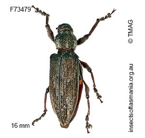 Pelororhinus angustatus