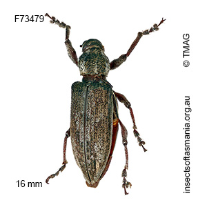Pelororhinus angustatus