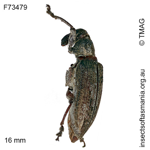 Pelororhinus angustatus