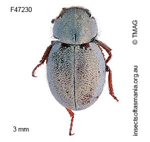 Phycosecis litoralis