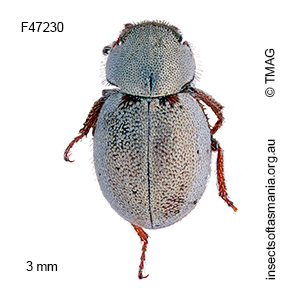 Phycosecis litoralis