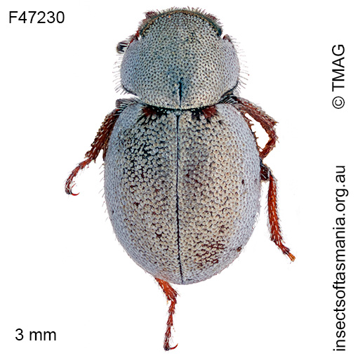 Phycosecis-litoralis_e Phycosecis litoralis