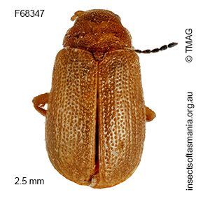Platycolaspis mcquillani