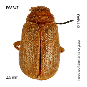 Platycolaspis mcquillani