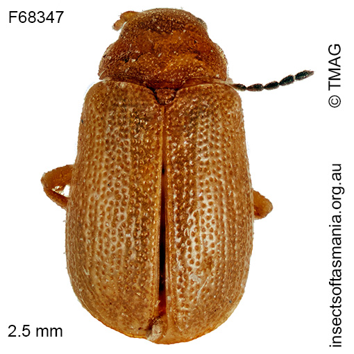 Platycolaspis mcquillani.