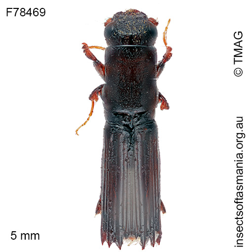 Platypus-dentipennis