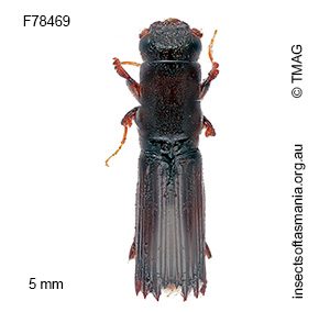 Platypus dentipennis