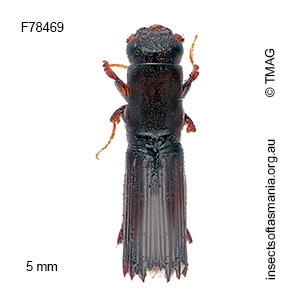 Platypus dentipennis