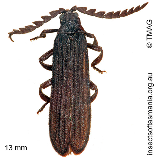 Porrostoma atratus