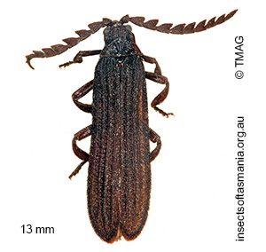 Porrostoma atratus
