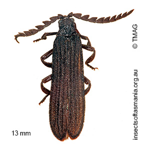 Porrostoma atratus