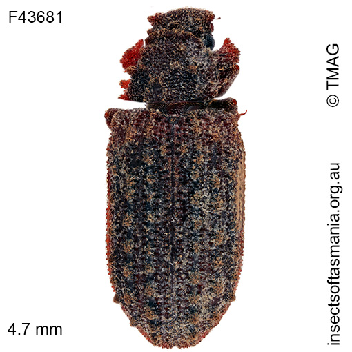 Pristoderus pustulosus
