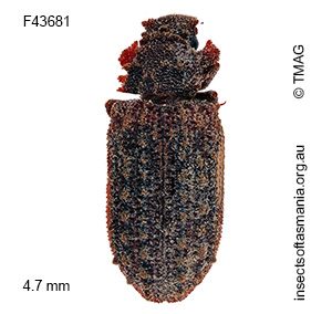 Pristoderus pustulosus