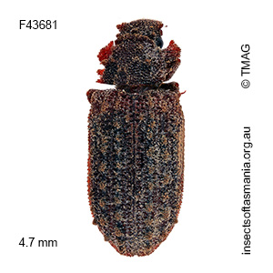 Pristoderus pustulosus