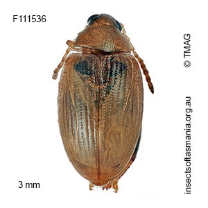 Psylliodes marcida