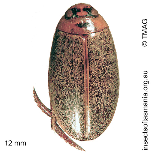 Rhantus suturalis