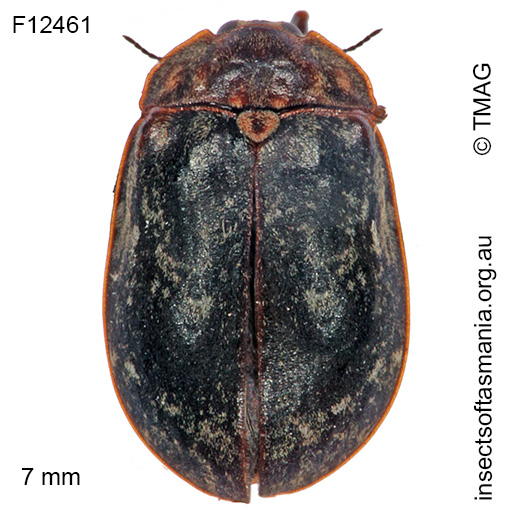 Sclerocyphon-aquaticus Sclerocyphon aquaticus