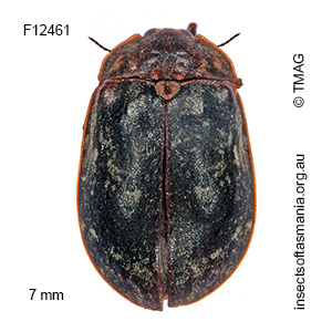 Sclerocyphon aquaticus