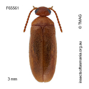 Scraptia laticollis