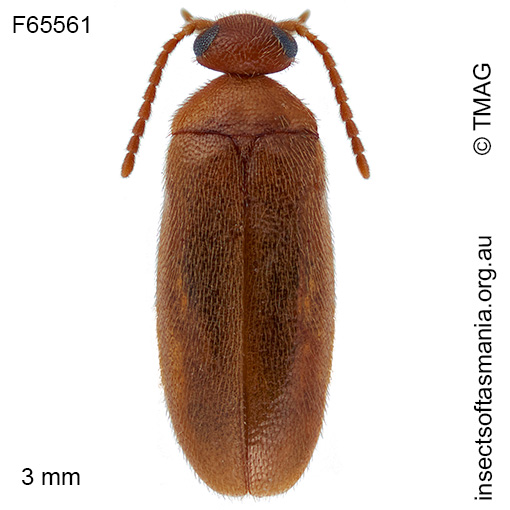 Scraptia laticollis