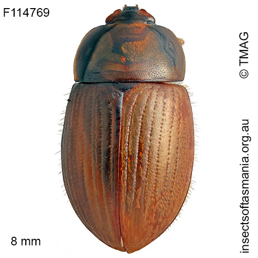Scymena amphibia