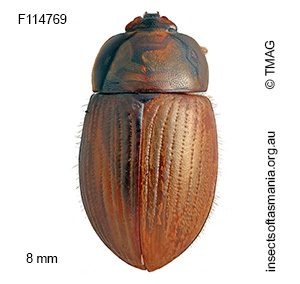 Scymena amphibia