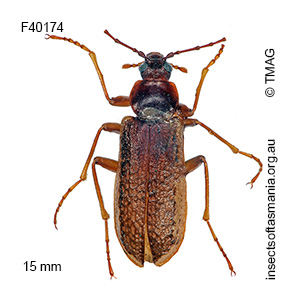 Sirrhas limbatus
