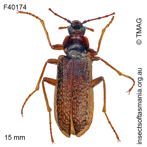 Sirrhas limbatus