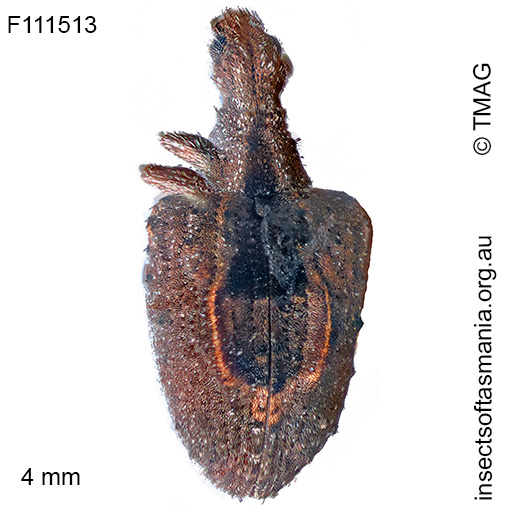 Stephanorhynchus crassus