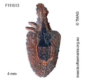 Pittosporobius crassus