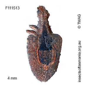 Pittosporobius crassus