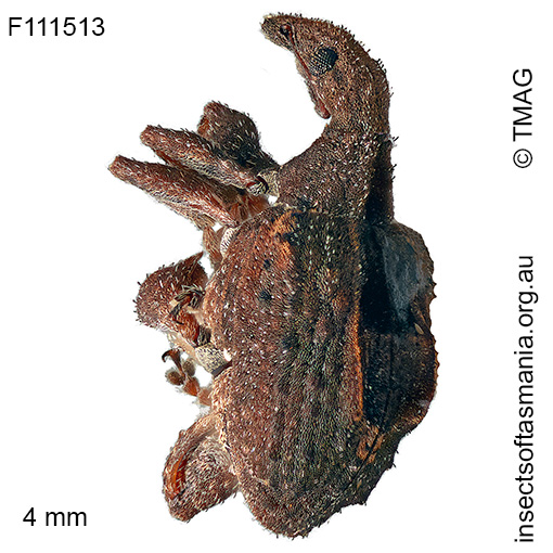 Stephanorhynchus crassus