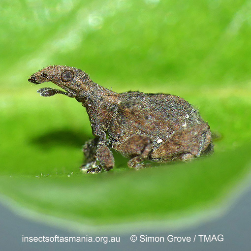 Stephanorhynchus crassus