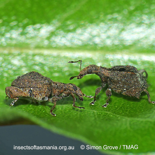 Stephanorhynchus crassus