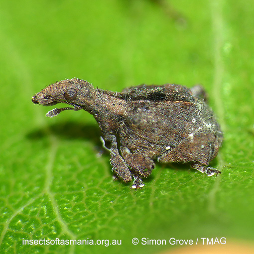 Stephanorhynchus crassus